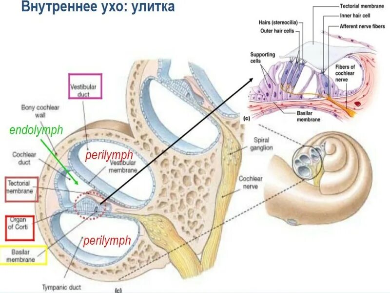 Внутреннее ухо находится в толще. Анатомия улитки внутреннего уха. Улитка анатомия уха. Строение улитки внутреннего уха преддверие. Строение улитки внутреннего уха.