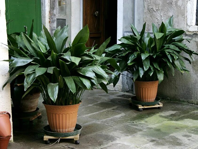 Which house plants need little light? #house #light #little #plants #which Plant