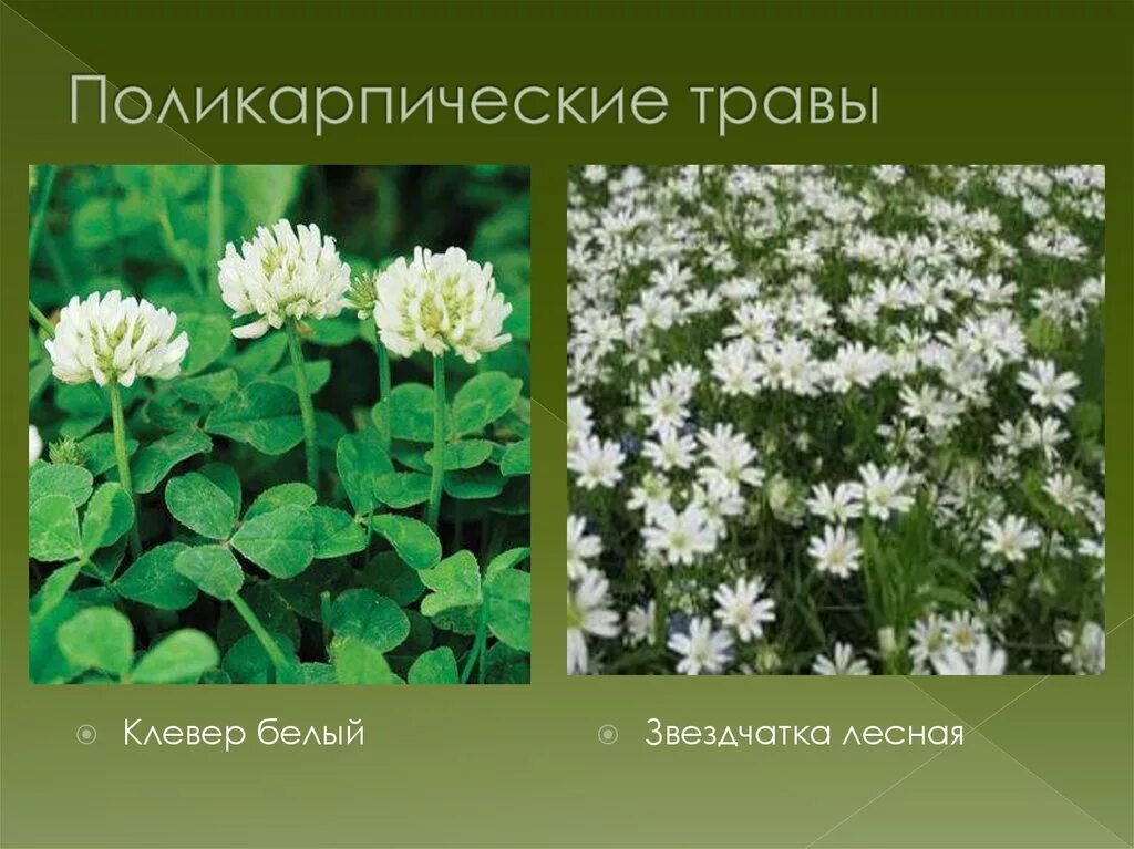 Агава монокарпик. Поликарпические наземные травы. Наземное травянистое растение. Двудольные растения одуванчик. Кок-сагыз растение.