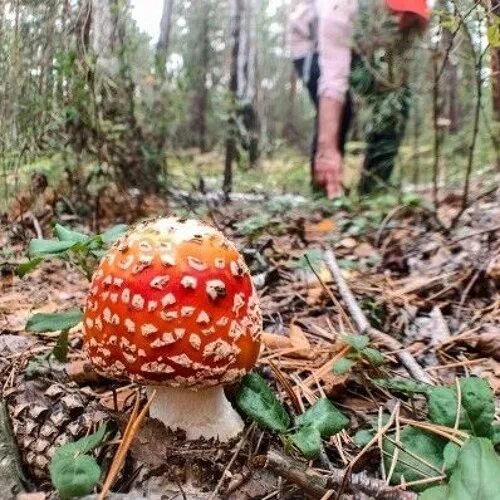 Stream Psychedelic by adventurer Listen online for free on SoundCloud