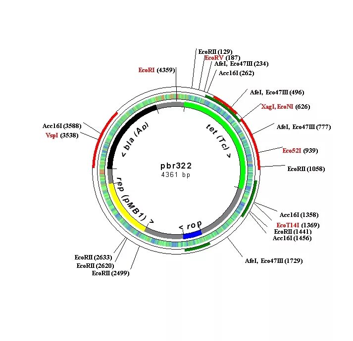 Векторы плазмиды. Плазмида pbr322. Плазмида pbr322 схема. Вектор на плазмида pbr322. Плазмида pbr322 и ее производные.