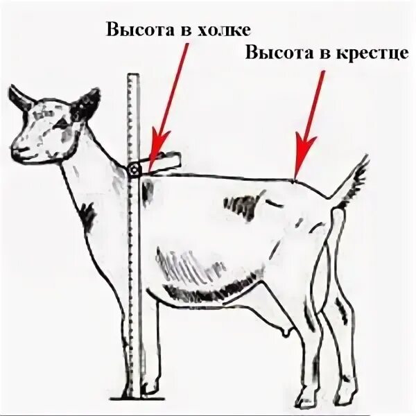 Как колоть коз. Промеры коз. Таблица коз. Вес козы. Высота козы в холке.