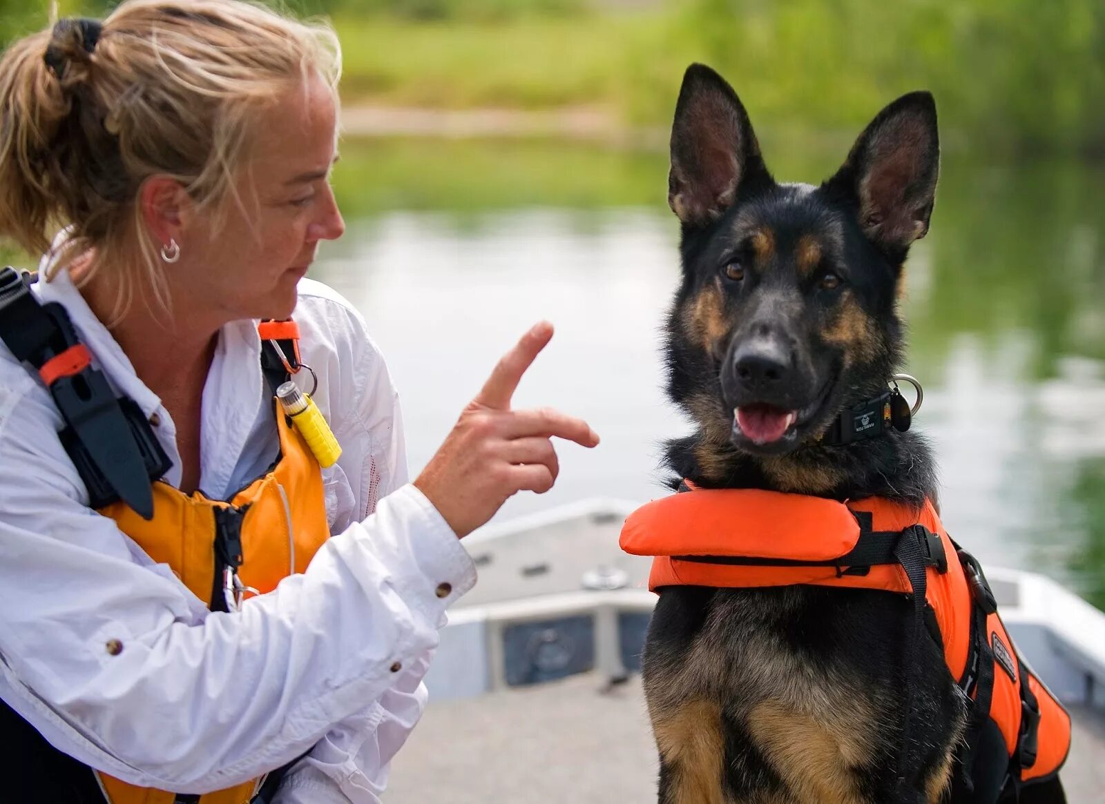 Немецкая овчарка Ищейка. Поисково-спасательная служба собак. Собаки спасатели. Поисково спасательные собаки.