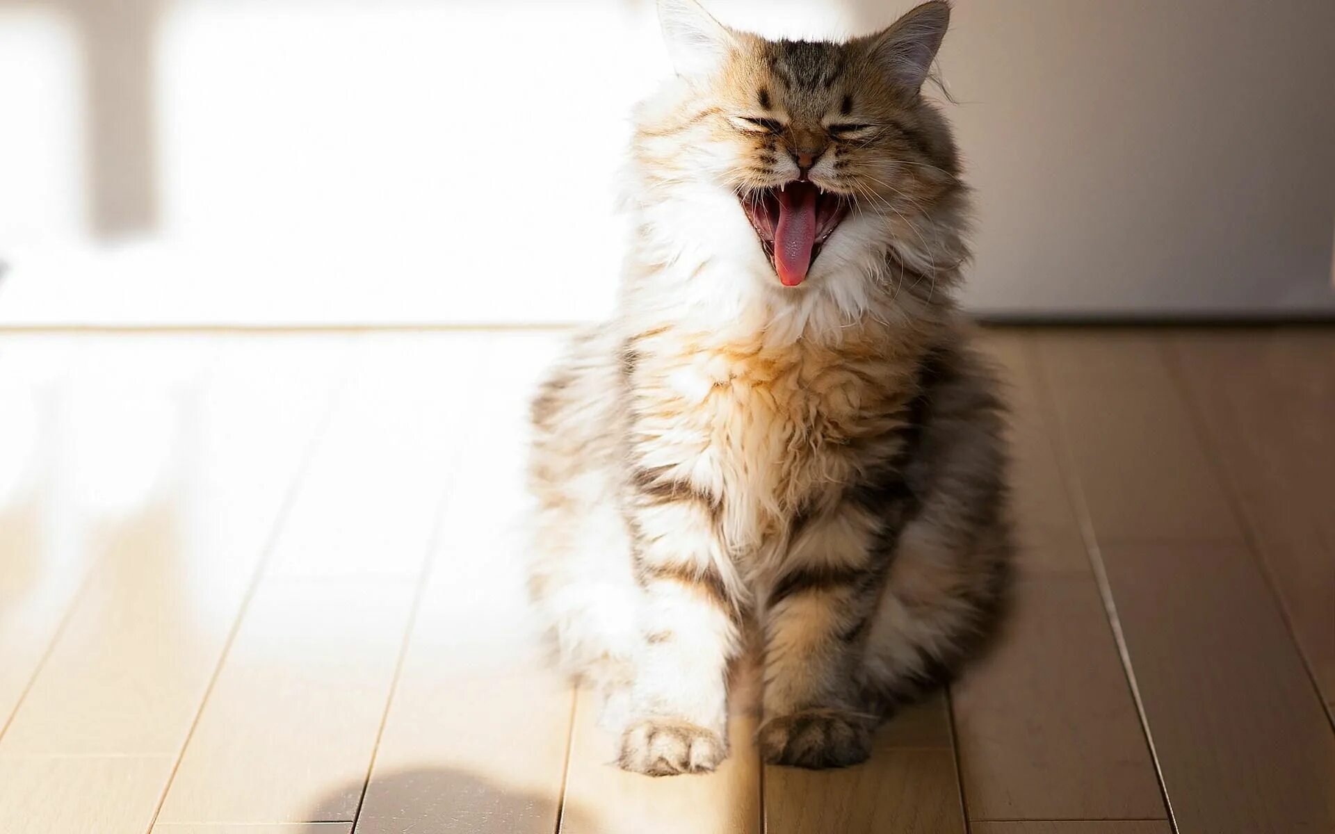 Счастливый кот. Радостный кот. Забавные кошки. Счастливая кошка. Cat is happy