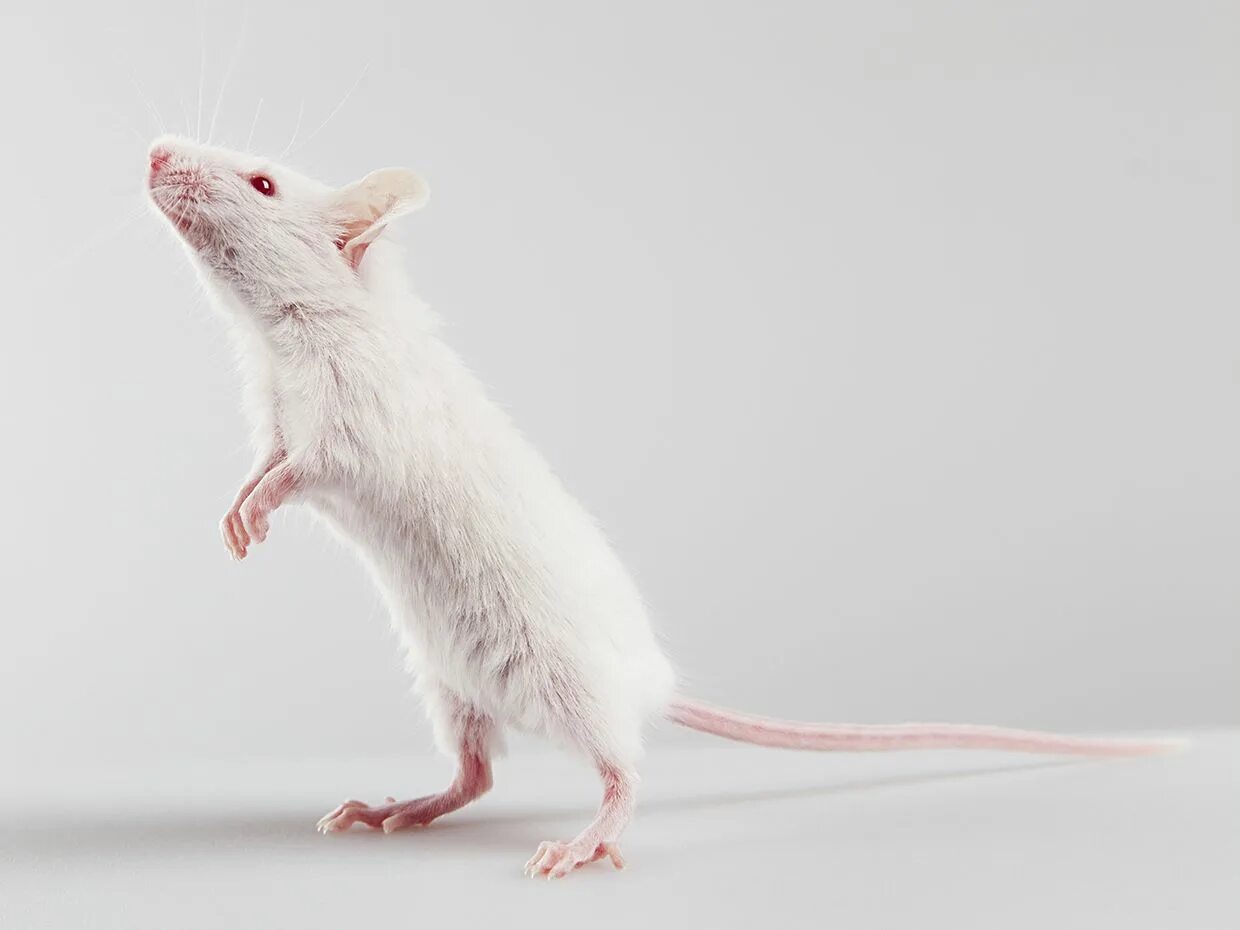 Крысы звери. Белая мышь. Миша белый. Мышка на задних лапках.