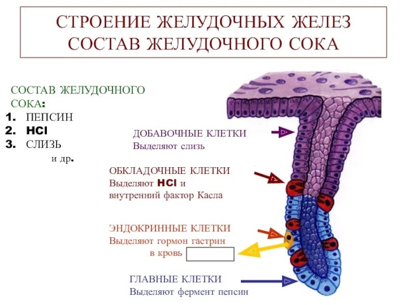 Секреторные клетки слизистой желудка. Строение желудочного сока. Строение желудочных желез. Что выделяют клетки желудка. Строение желез желудка