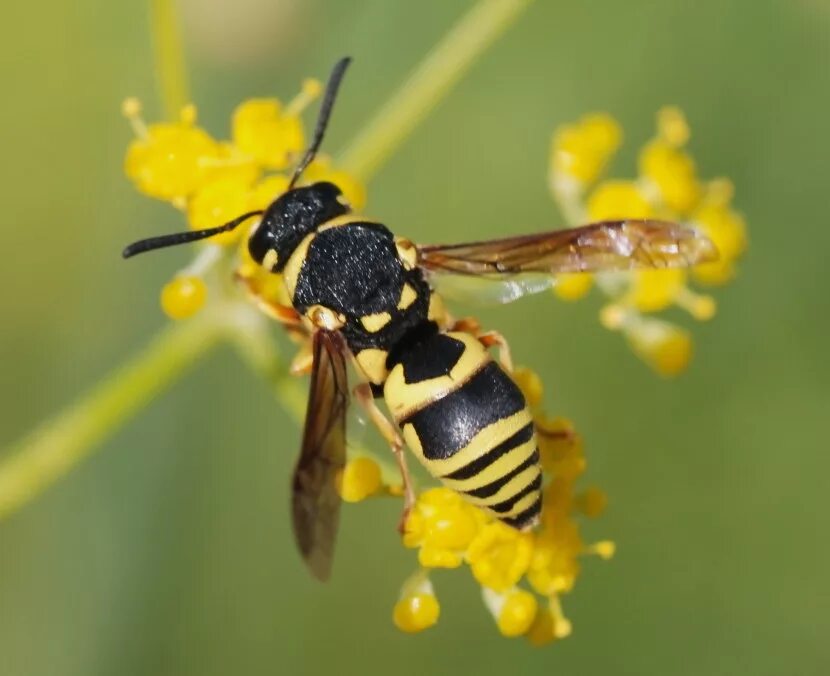 Пчела предупреждающая окраска. Оса бембекс. Бембекс носатый. Wasp Оса. Dolichovespula Sylvestris.