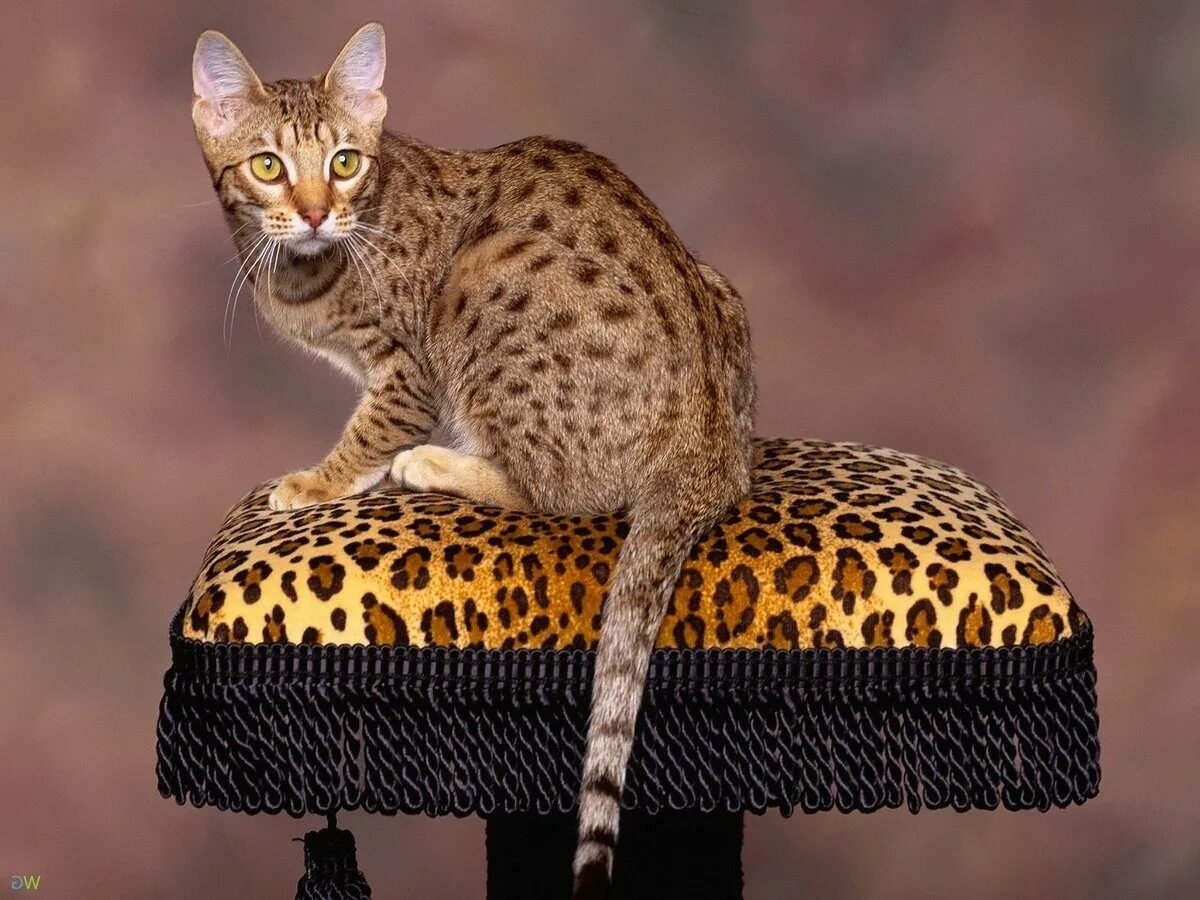 Порода кошек д. Бенгальская Саванна кошка. Оцикет мраморный. Оцикет полосатый. Оцикет кошка.