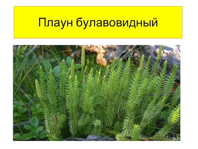 Плаун булавовидный среда обитания. Плаун булавовидный среда обитания. Плаун булавовидный тенелюбивые. Плаун булавовидный среда обитания. Гаметофит плауна булавовидного.