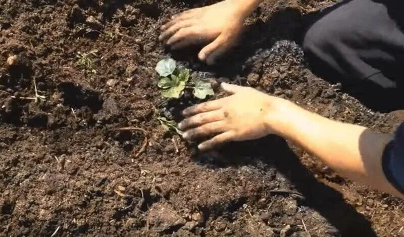 Высадка арбузов в открытый грунт рассадой. Посадка бахчи семенами в открытый грунт. Высаживание арбузной рассады в грунт. Сажаем арбузы в открытый грунт семенами. Когда сеять арбузы на рассаду в сибири