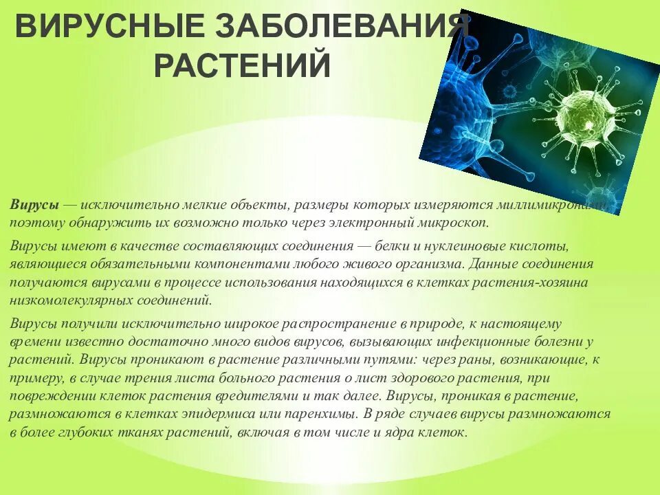 Вирусы заболевания растений. Вирусные растения. Вирусные болезни растений. Вирусы вызывающие болезни растений. Описать вирусные заболевания