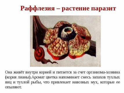 Раффлезия это паразит