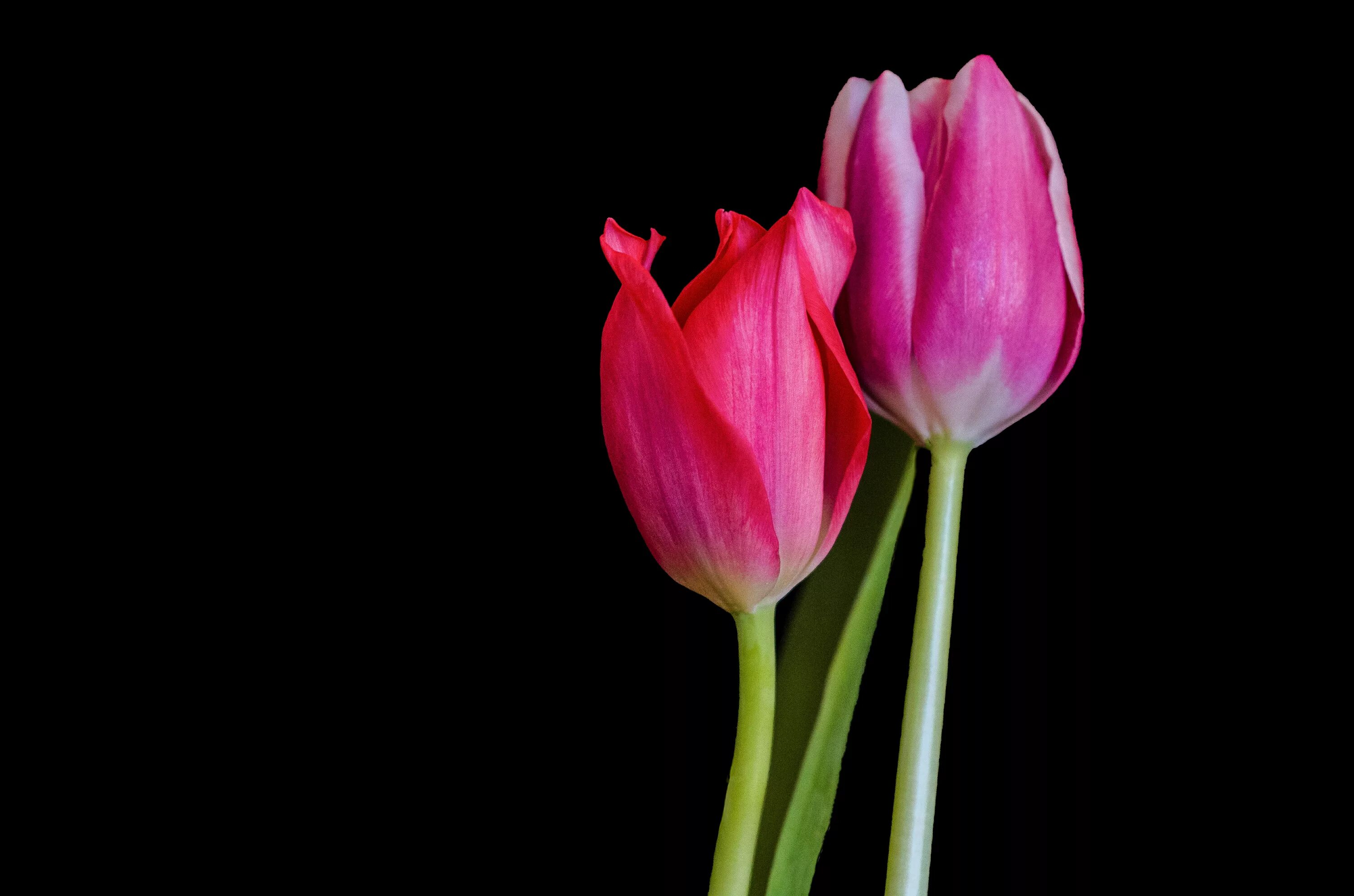 Тюльпаны минимализм. Тюльпан. Розовые тюльпаны. Обои на рабочий стол тюльпаны. Тюльпаны на черном фоне.