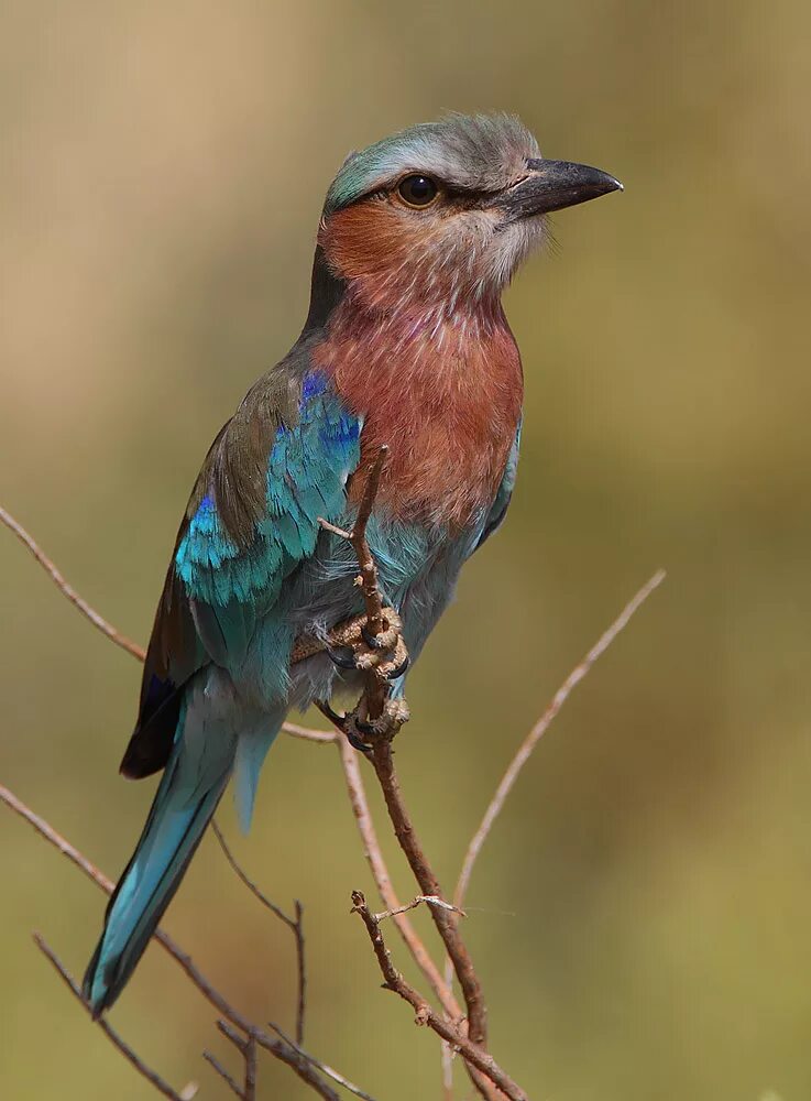 Сойка обыкновенная. Сойка garrulus glandarius. Бенгальский зяблик. Мухоловковые воробьинообразные. Свиристель перелетная.
