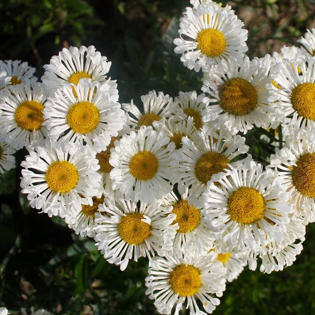 Нивяник Реал Найт. Нивяник великолепный Реал нит. Нивяник великолепный Leucanthemum superbum "real neat". Нивяник Вееthoven.