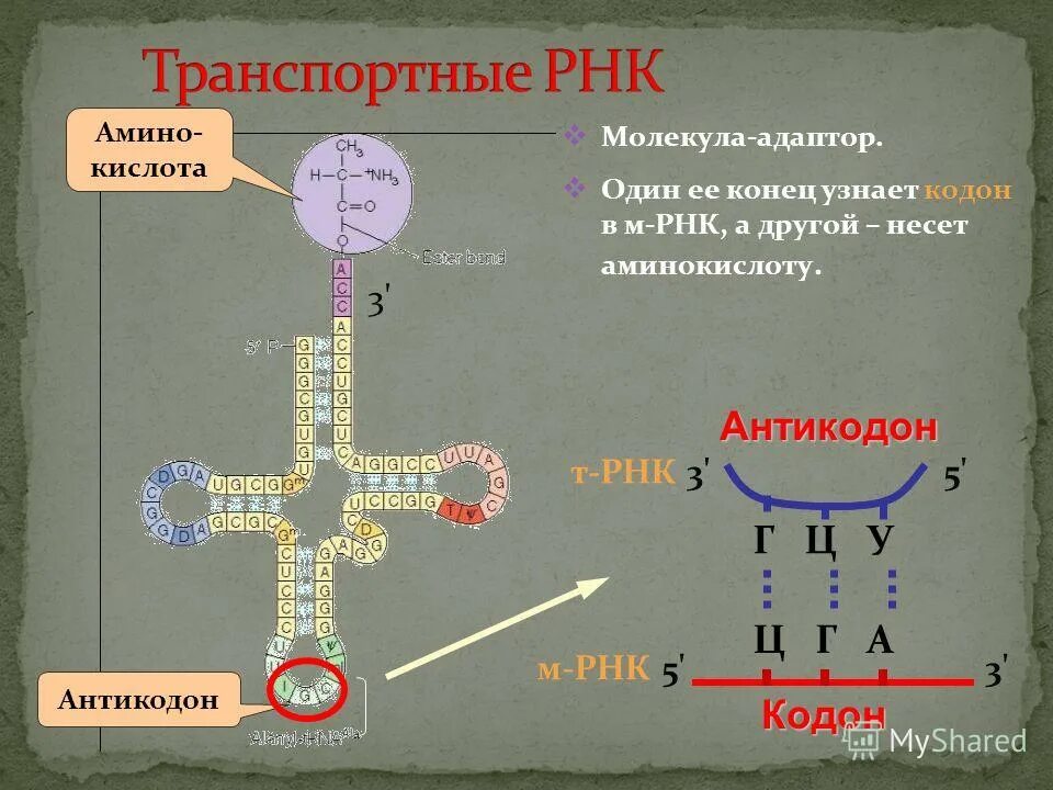 Кодоны т рнк. Транспортная РНК. ТРНК. Антикодоны ТРНК. ТРНК формула.