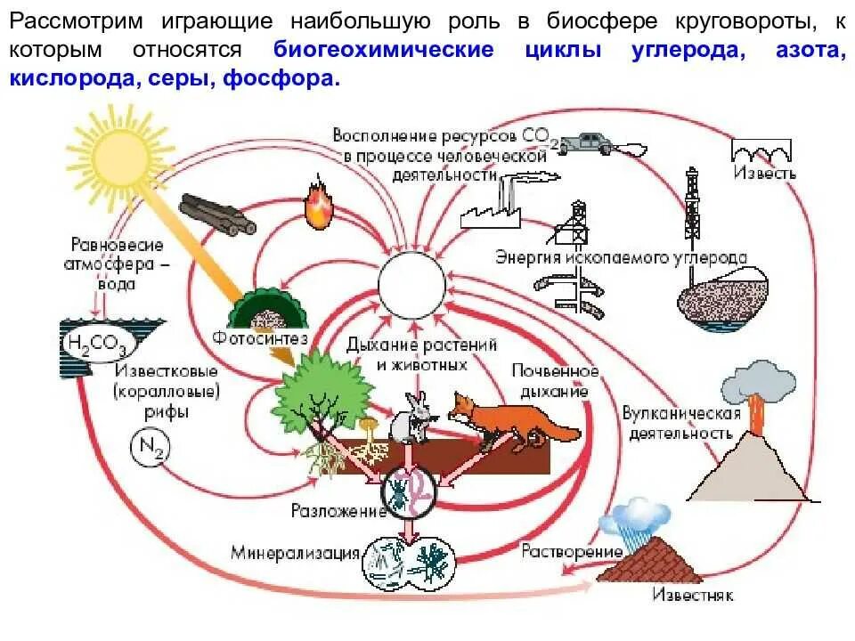 Циркуляция вещества в экосистеме. Круговорот веществ в экосистеме. Трофические уровни экосистемы. Круговорот веществ и энергии в экосистемах. Роль ландыша в биологическом круговороте