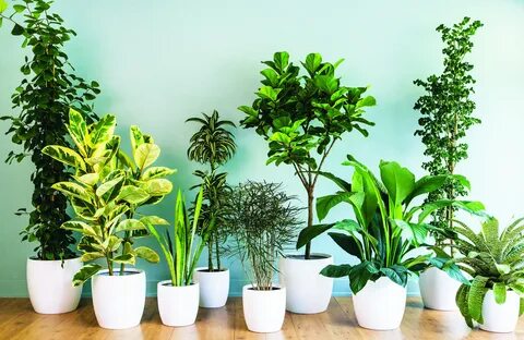 Do Indoor Plants Purify The Air?