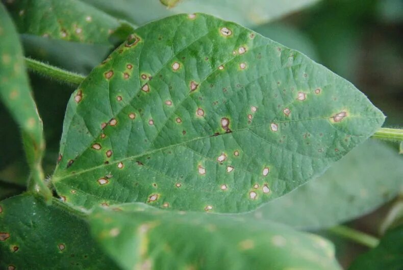 Plant disease. Болезни цветов. Мозаичные болезни цветов. Мозаичная болезнь растений. Болезни растений по листьям.