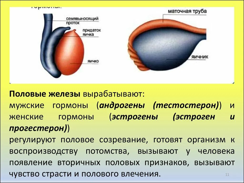 Половые железы гормоны. Мужские половые гормоны. Мужская половая железа вырабатывающая половые гормоны. Женские половые железы вырабатывают гормон. Женские половые гормоны секретируются