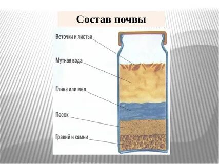 Что входит в состав почвы