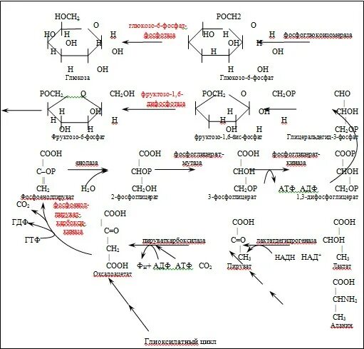Реакции обходные путей глюконеогенеза. Обходные реакции глюконеогенеза схема. Схема глюконеогенеза из молочной кислоты. Схема синтеза Глюкозы глюконеогенез из оксалоацетата. Синтез глюконеогенеза