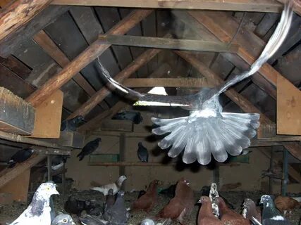 Голуби на чердаке многоквартирного