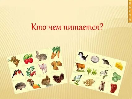 Чем питаются животные покажи