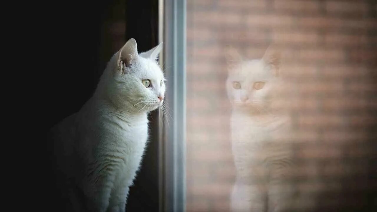 Smart тряпка для стекол. тряпка для протирания окна. салфетка для стекла 40х40 белый кот смарт. белый кот для окон. кот в окне мем.