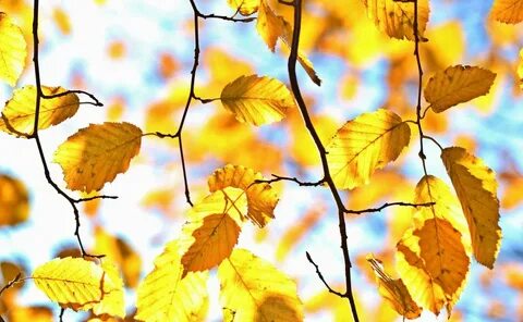 Leaves время