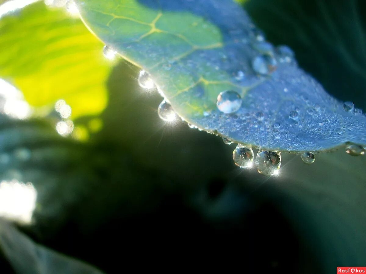 Роса высохла. Роса высохла. Мокрая трава. Роса высохла. Роса на траве.