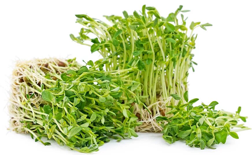 Свиной горох трава. Pea shoots. Microgreen Sprouts of Mizuna. Sprouts grass Plate.