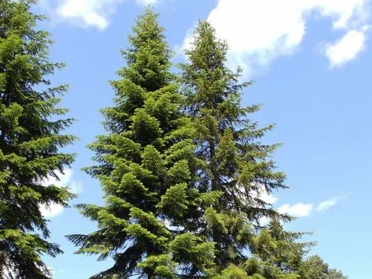 Пихта абиес нордманниана. Пихта сибирская (аbies sibirica). Пихта сибирская саженцы. Пихта нордмана экселент. Пихта фразера бальзамическая.