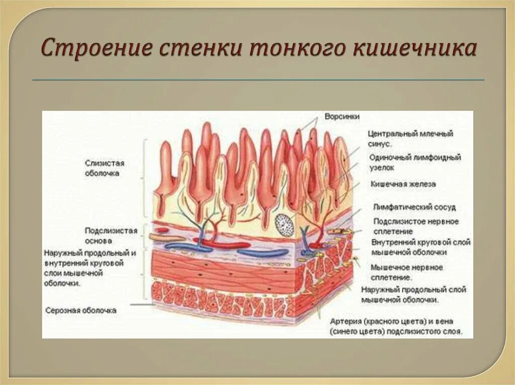 Строение стенки тонкой кишки. Строение стенки тонкой кишки анатомия. Строение внутреннего слоя тонкого кишечника. Строение слизистой тонкой кишки. Особенности слизистой оболочки кишечника