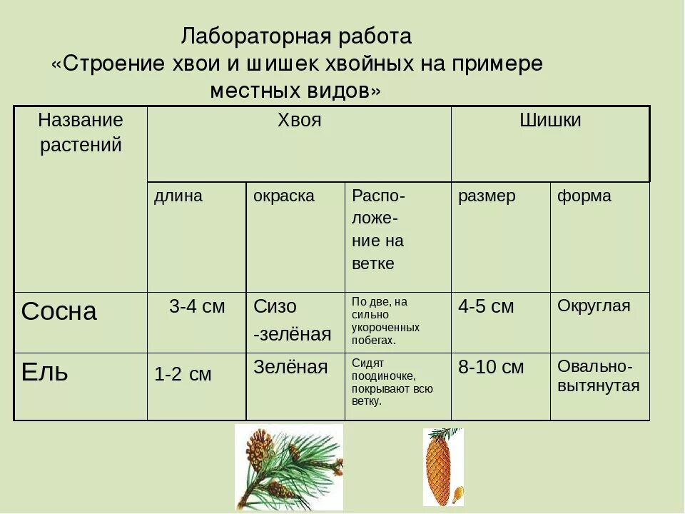 Структура хвойного. Таблица биологии хвойных растений. Строение хвои и шишек хвойных таблица. Лабораторная строение шишек сосны и хвои. Таблица строение шишек сосны обыкновенной.