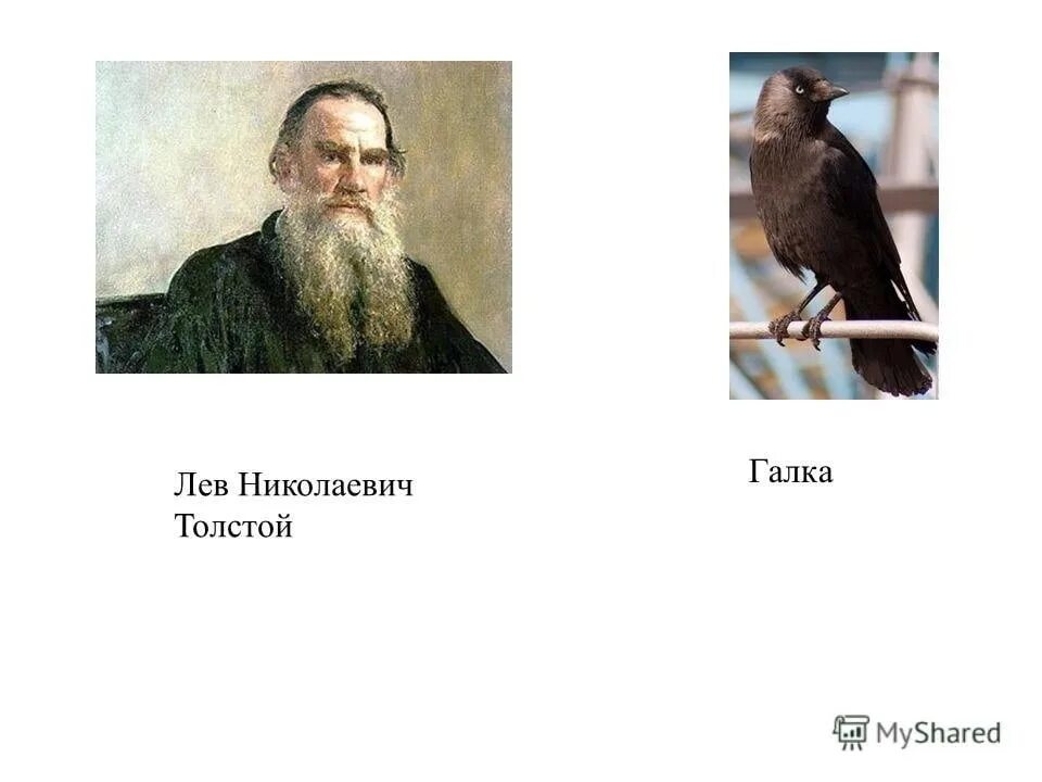 Голуби лев толстой. Иллюстрации к рассказу л. Толстого Галка хотела пить. Лев Николаевич толстой Галка. Толстой Лев Николаевич Галка и кувшин. Лев толстой про галку.