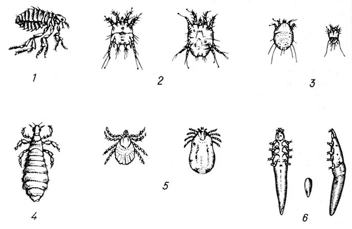 Внешние паразиты примеры. Схема гельминты паразиты человека и животных. Вши блохи кровососущие насекомые. Внешние паразиты животных. Внешние паразиты животных.