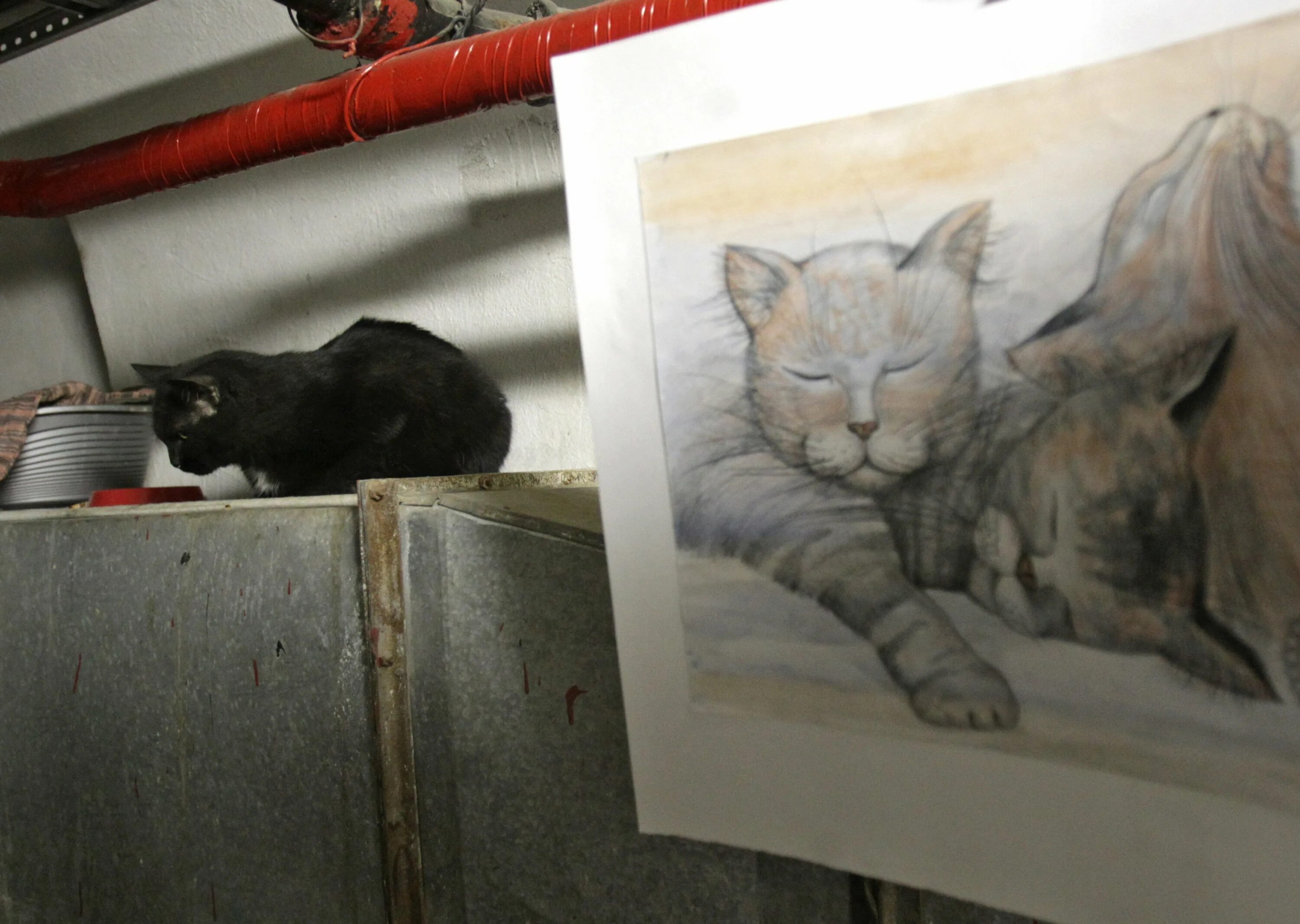 Кот в эрмитаже рисунок. Эрмитаж санкт-петербург коты. день эрмитажного кота в санкт-петербурге. эрмитажные коты в подвалах эрмитажа. эрмитажные коты фото.