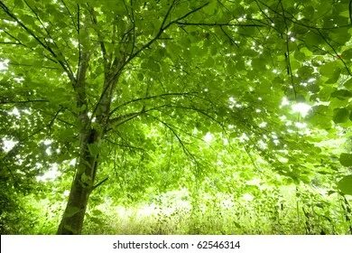 I like green trees