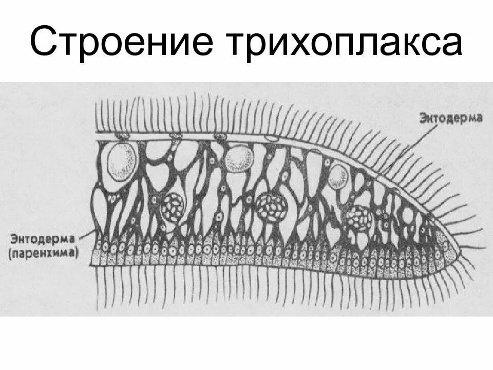Тело пластинчатых имеет. Строение трихоплакса. Пластинчатые трихоплакс. Trichoplax adhaerens строение. Тип пластинчатые.