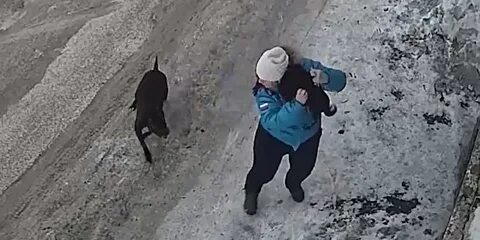 Собаки напали на женщину