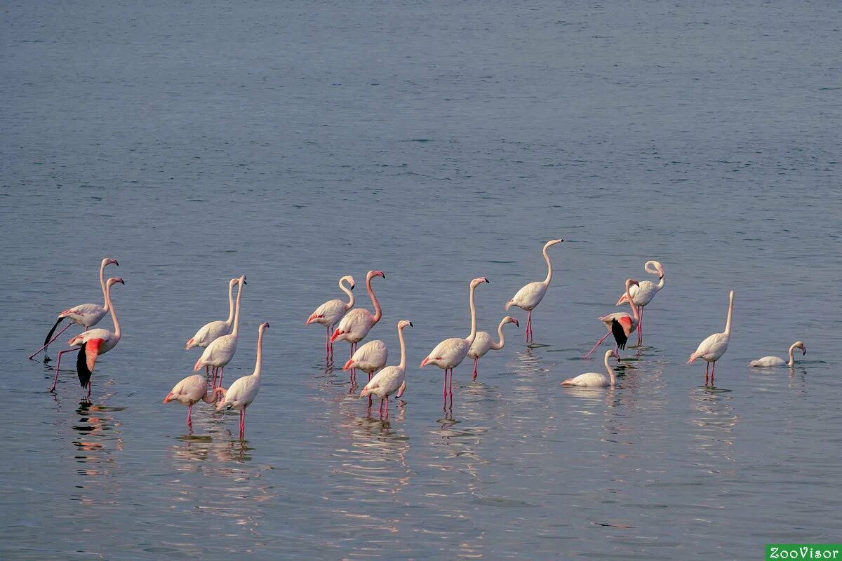 Группа фламинго. Танцевальный коллектив фламинго. Ансамбль фламинго. Коллектив фламинго подольск. Ансамбль фламинго.