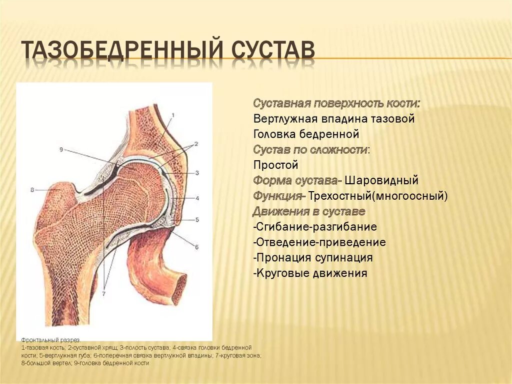 По форме суставных поверхностей тазобедренный сустав относится к. Анатомия тазобедренного сустава кости. Анатомия тазобедренный сустав сустав. Тазобедренный сустав вид сбоку. Правый бедренный сустав