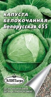 Капуста поздняя сорт белорусская