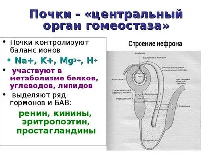 Почечный центр