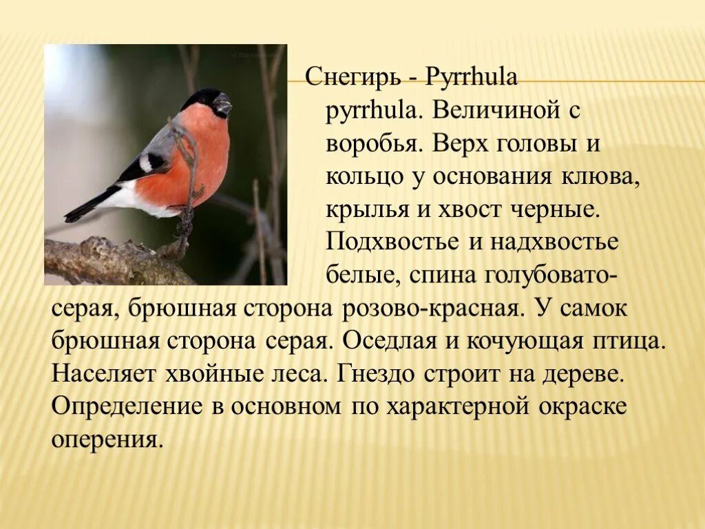 Описание снегиря. Доклад про снегиря. Снегирь для детей. Снегирь краткое описание. Среда обитания снегиря