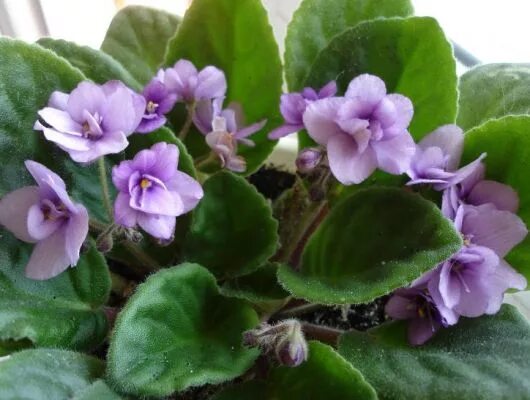 Фиалка ав джоли. Фиалка марселла. Узамбарская фиалка. Фиалка "сенполия гроте". Фиалка нежный зверь.