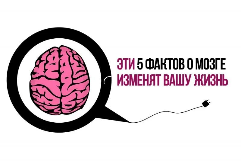 Интересные факты о мозгах. Факты о мозге. Интересное про мозг. Интересные факты о человеческом мозге.