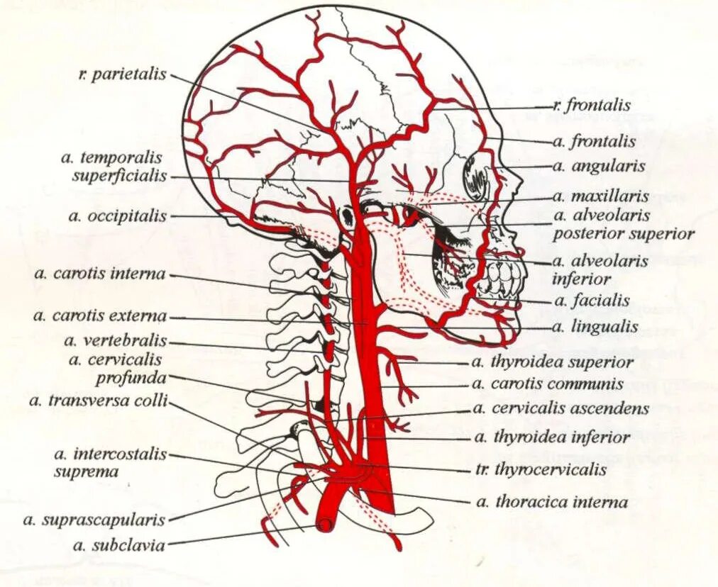 Наружная Сонная артерия сбоку. Система наружной сонной артерии схема. Наружная Сонная артерия и ее ветви вид сбоку. Наружная Сонная артерия анатомия ветви схема. Статья артерия жизни по дну чего