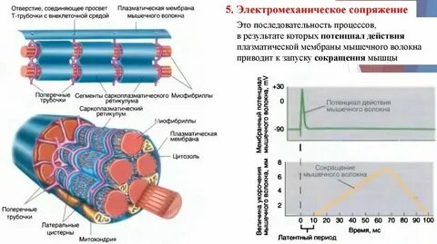 Функцию каких мышц выполняет резиновая мембрана